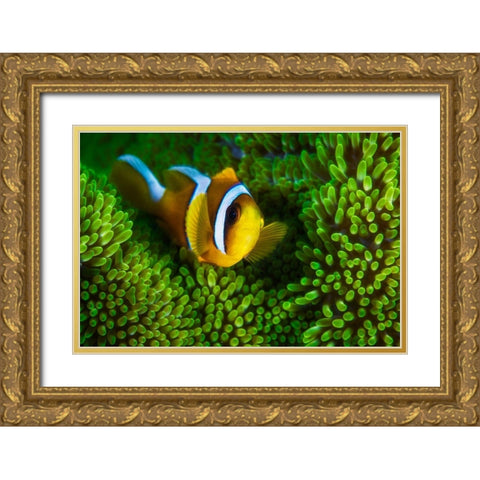 Yellow Clownfish On Green Anemon Gold Ornate Wood Framed Art Print with Double Matting by Gabriel, Barathieu