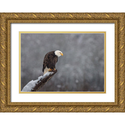Snow On The Skagit Gold Ornate Wood Framed Art Print with Double Matting by Barsh, Greg