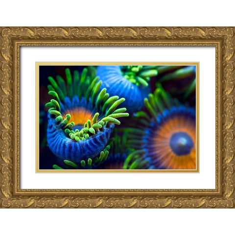 The Colors Of The Reef Ii Gold Ornate Wood Framed Art Print with Double Matting by Pascual Buye, Santiago
