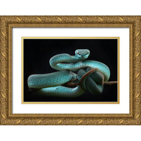 Trimeresurus Insularis [Blue] Gold Ornate Wood Framed Art Print with Double Matting by Nofri, Wel