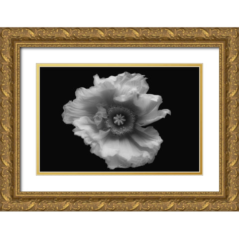 Poppy In Mono Gold Ornate Wood Framed Art Print with Double Matting by Gronkjar, Lotte
