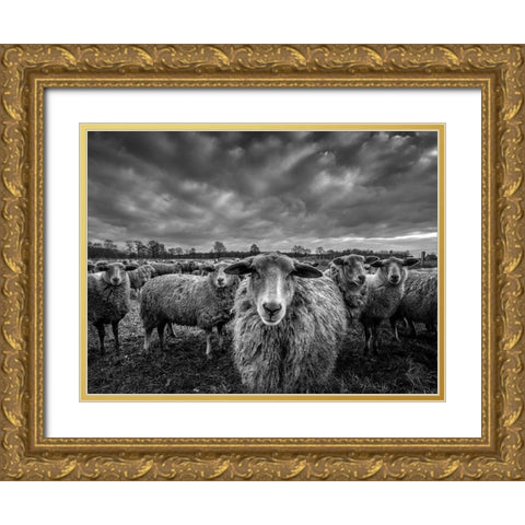 Only Sheep Gold Ornate Wood Framed Art Print with Double Matting by Coenders, Chris
