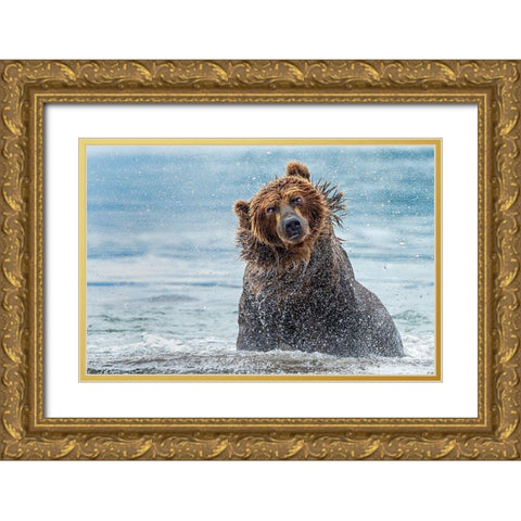 Shaking - Kamchatka-Russia Gold Ornate Wood Framed Art Print with Double Matting by Damico, Giuseppe