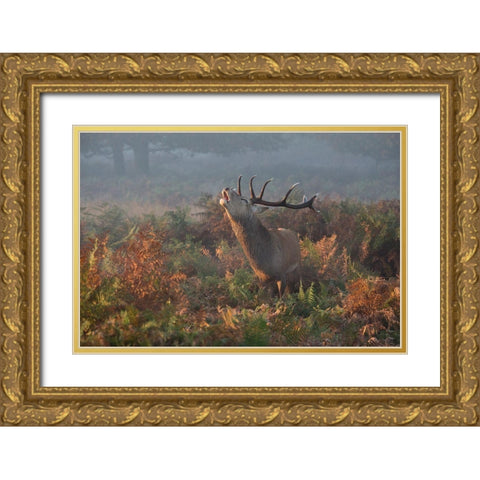 Bellowing Stag Deer Gold Ornate Wood Framed Art Print with Double Matting by Meswani, Prashant