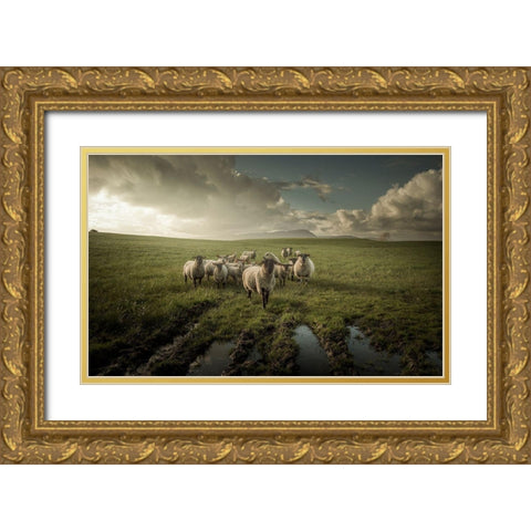 Sheep Gold Ornate Wood Framed Art Print with Double Matting by Ahern, David