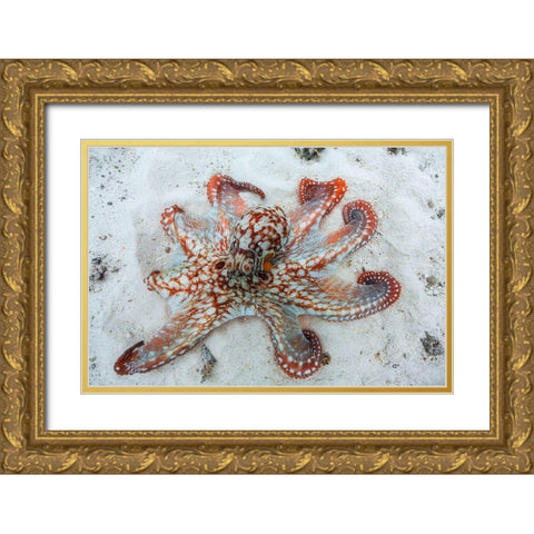 Octopus Gold Ornate Wood Framed Art Print with Double Matting by Gabriel, Barathieu