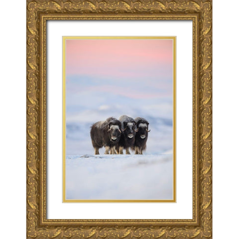 Muskox Gold Ornate Wood Framed Art Print with Double Matting by Marchegiani, Roberto