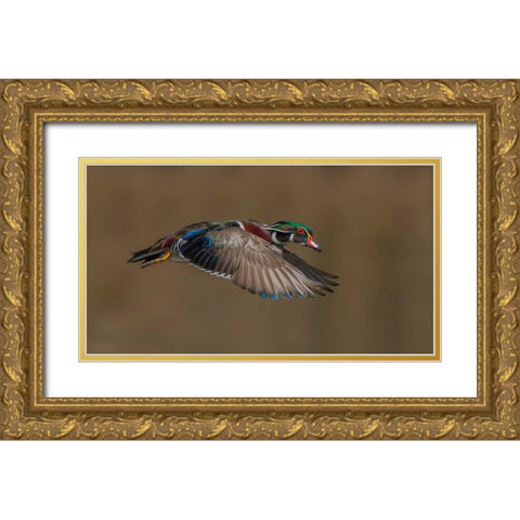 Wood Duck-Male In-Flight Gold Ornate Wood Framed Art Print with Double Matting by A, Salman