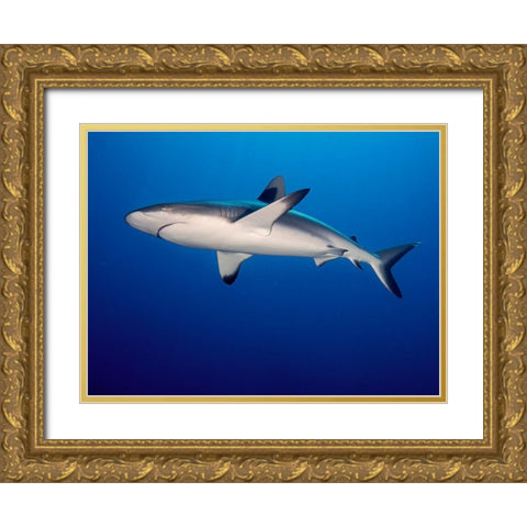 Grey Reef Shark (Carcharhinus Amblyrhynchos) Gold Ornate Wood Framed Art Print with Double Matting by Ben Tov, Ilan
