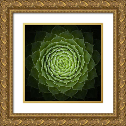 Succulent Gold Ornate Wood Framed Art Print with Double Matting by Mozqueda, Victor