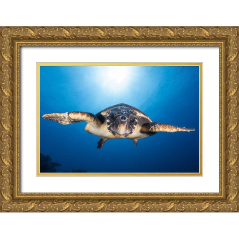 Face To Face With A Hawksbill Sea Turtle Gold Ornate Wood Framed Art Print with Double Matting by Gabriel, Barathieu