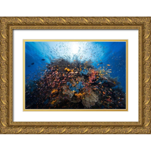 Life Explosion Gold Ornate Wood Framed Art Print with Double Matting by Gabriel, Barathieu