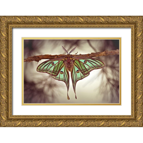 Mariposa Isabelina Gold Ornate Wood Framed Art Print with Double Matting by Hoffman, Jimmy