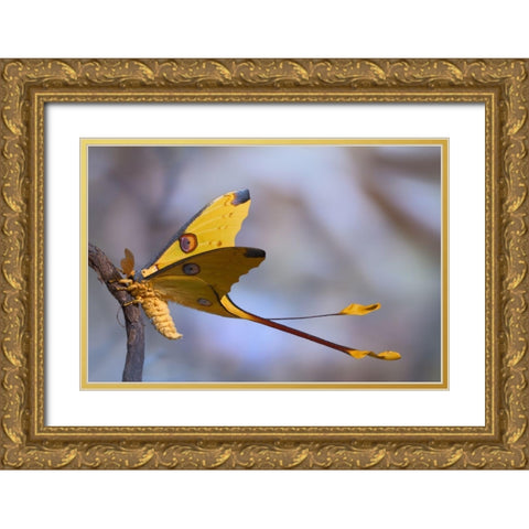 Comet Moth Gold Ornate Wood Framed Art Print with Double Matting by Hoffman, Jimmy