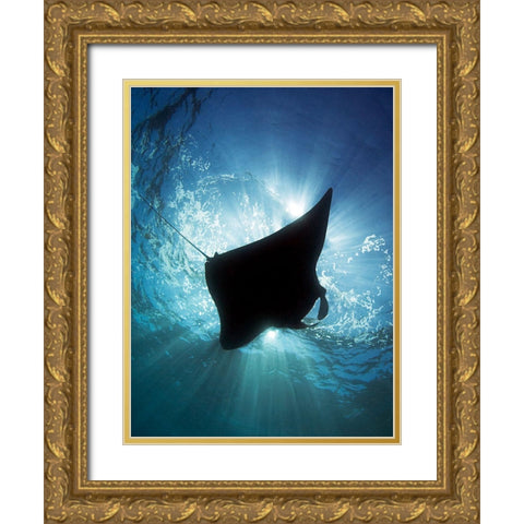 Manta Silhouette Gold Ornate Wood Framed Art Print with Double Matting by Jager, Henry