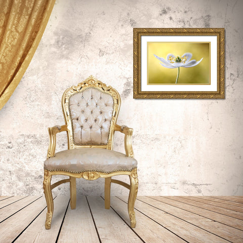 Wood Anemone Gold Ornate Wood Framed Art Print with Double Matting by Disher, Mandy