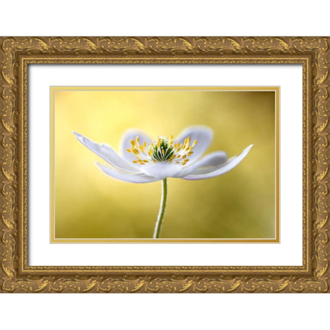 Wood Anemone Gold Ornate Wood Framed Art Print with Double Matting by Disher, Mandy