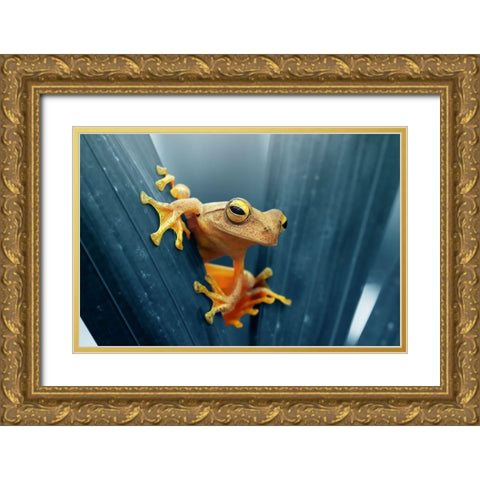 Frog - The Gold Gold Ornate Wood Framed Art Print with Double Matting by Priyadi, Andri