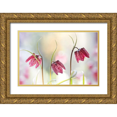 Snakes Head Fritillary Gold Ornate Wood Framed Art Print with Double Matting by Disher, Mandy