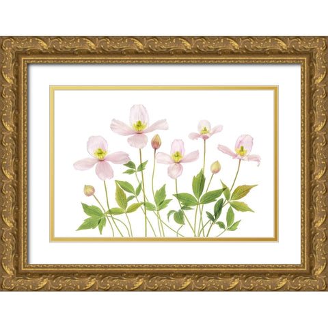 Clematis Gold Ornate Wood Framed Art Print with Double Matting by Disher, Mandy
