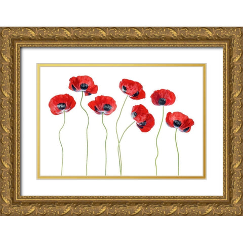Ladybird Poppies Gold Ornate Wood Framed Art Print with Double Matting by Disher, Mandy