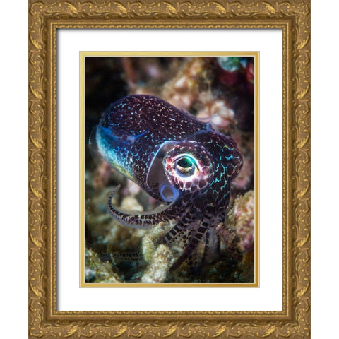 Baby Cuttlefish Gold Ornate Wood Framed Art Print with Double Matting by Gabriel, Barathieu