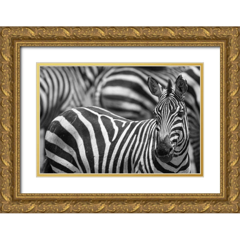 Stripes Gold Ornate Wood Framed Art Print with Double Matting by Catta, Alessandro