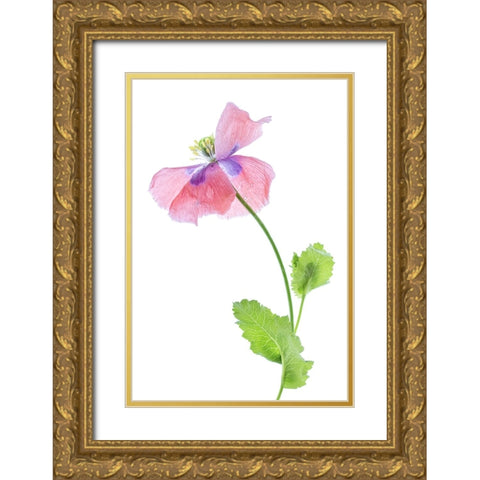 Poppy Gold Ornate Wood Framed Art Print with Double Matting by Disher, Mandy