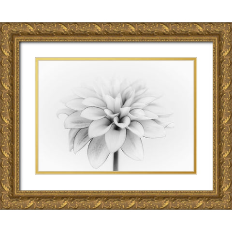 White Dahlia Gold Ornate Wood Framed Art Print with Double Matting by Gronkjar, Lotte
