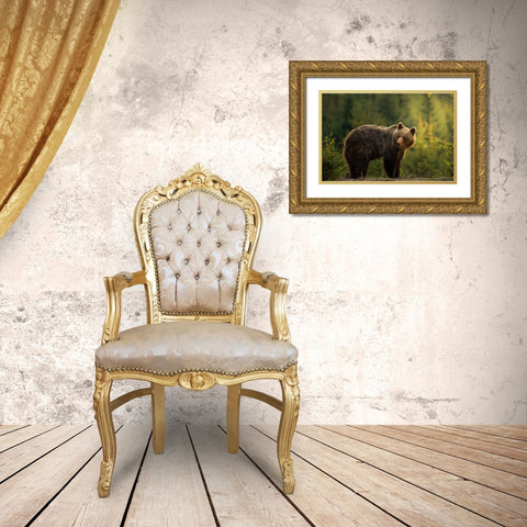 Backlit Bear Gold Ornate Wood Framed Art Print with Double Matting by Krchnak, Richard