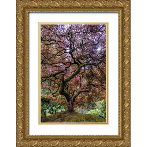 Japanese Maple Tree Gold Ornate Wood Framed Art Print with Double Matting by Centioli, Mike