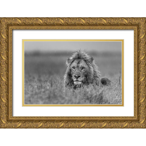 Lion Gold Ornate Wood Framed Art Print with Double Matting by Damico, Giuseppe