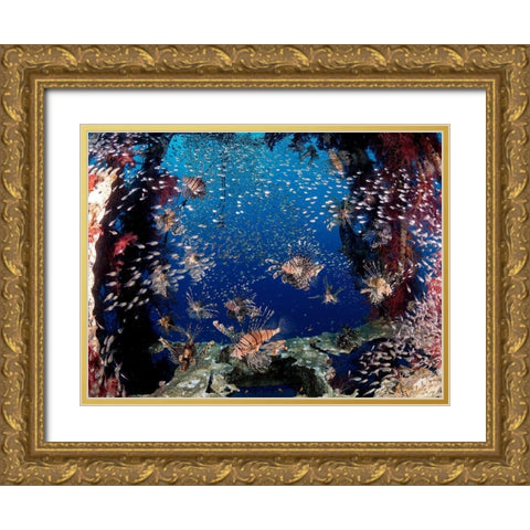 Lionfish Party Gold Ornate Wood Framed Art Print with Double Matting by Ben Tov, Ilan
