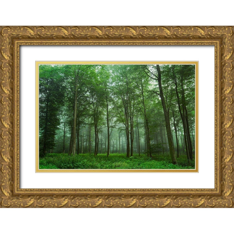 Forest View Gold Ornate Wood Framed Art Print with Double Matting by Londal, Leif