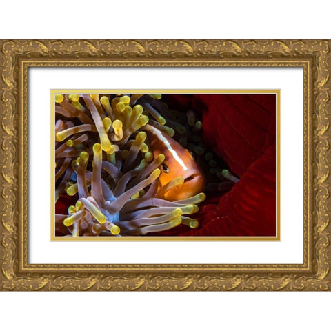 Skunk Clownfish Gold Ornate Wood Framed Art Print with Double Matting by Gabriel, Barathieu