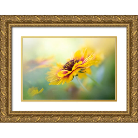 Gaillardia Gold Ornate Wood Framed Art Print with Double Matting by Parker, Jacky