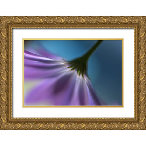 Bright Marguerites Gold Ornate Wood Framed Art Print with Double Matting by Westum, Heidi
