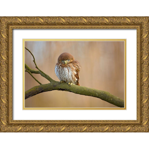 Ferruginous Pygmy Owl Gold Ornate Wood Framed Art Print with Double Matting by Zygmunt, Milan