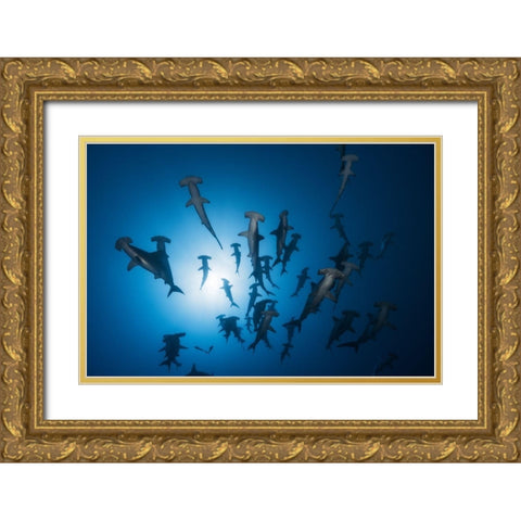 Hammerhead Shark - Underwater Photography Gold Ornate Wood Framed Art Print with Double Matting by Gabriel, Barathieu