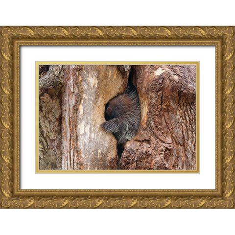 Baby Porcupine In Tree Gold Ornate Wood Framed Art Print with Double Matting by Cumming, Jim