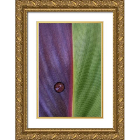 Canna Gold Ornate Wood Framed Art Print with Double Matting by Clough, Stephen