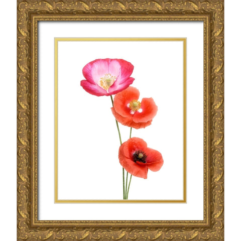Colourful Poppies Gold Ornate Wood Framed Art Print with Double Matting by Gronkjar, Lotte