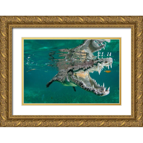 Nino The Croc Gold Ornate Wood Framed Art Print with Double Matting by Sherry, Quincy