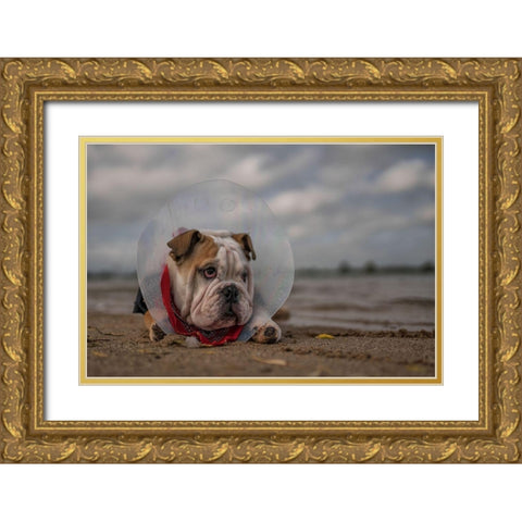 The Vet Gave Me This Collar...And I Am Not Happy With It! Gold Ornate Wood Framed Art Print with Double Matting by Van Den, Gert