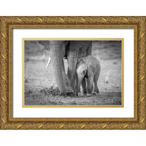 Baby 1 Gold Ornate Wood Framed Art Print with Double Matting by C. Sink, Jeffrey