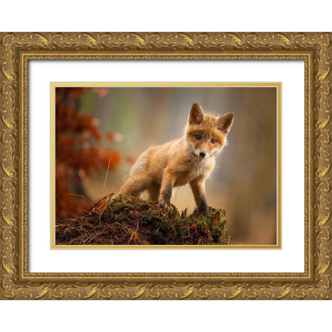 Fox Gold Ornate Wood Framed Art Print with Double Matting by Adamec, Robert