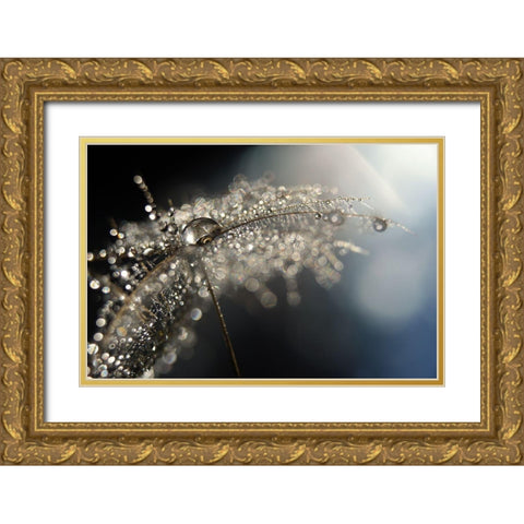 Reflection Explotion Gold Ornate Wood Framed Art Print with Double Matting by Westum, Heidi