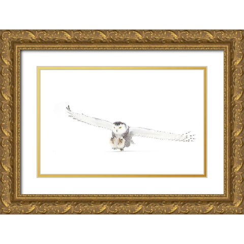 Snowy Owl Coming In For The Kill Gold Ornate Wood Framed Art Print with Double Matting by Cumming, Jim