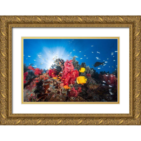 Reef Life Gold Ornate Wood Framed Art Print with Double Matting by Gabriel, Barathieu