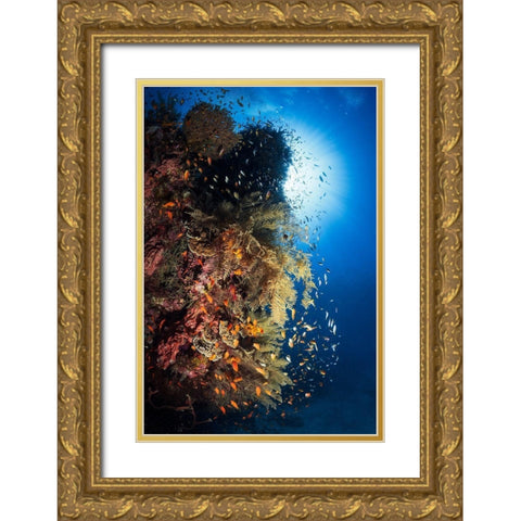 Life Explosion Gold Ornate Wood Framed Art Print with Double Matting by Gabriel, Barathieu